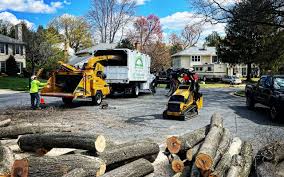 Best Storm Damage Tree Cleanup  in Tara Hills, CA