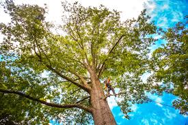 Best Hazardous Tree Removal  in Tara Hills, CA