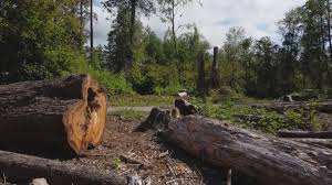 Best Emergency Tree Removal  in Tara Hills, CA