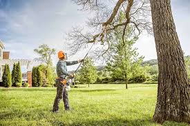 How Our Tree Care Process Works  in  Tara Hills, CA