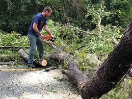 Best Arborist Consultation Services  in Tara Hills, CA