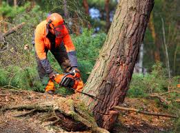 Best Tree and Shrub Care  in Tara Hills, CA