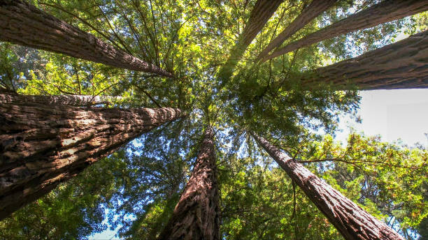 Best Tree Preservation Services  in Tara Hills, CA