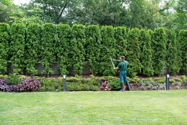 Best Tree Mulching  in Tara Hills, CA