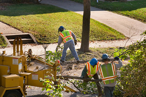 Best Lawn Drainage Solutions  in Tara Hills, CA