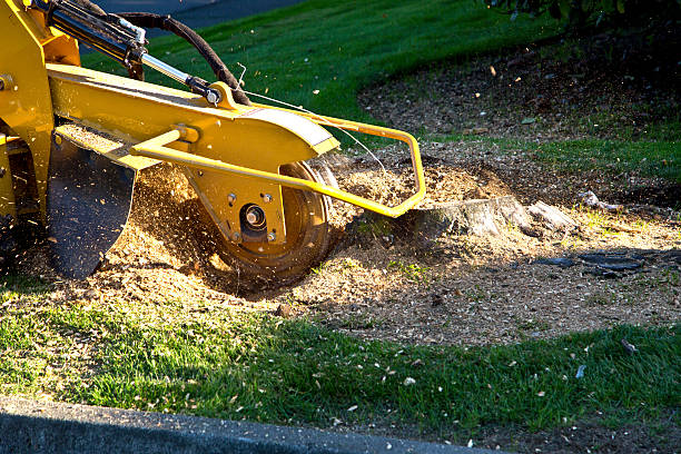 Best Firewood Processing and Delivery  in Tara Hills, CA