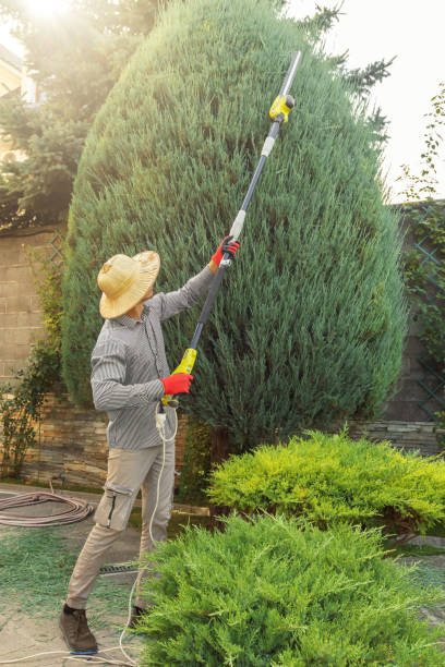 Best Tree Health Inspection  in Tara Hills, CA