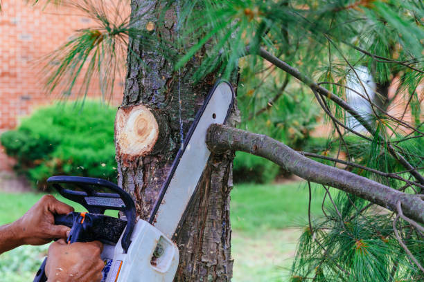 Best Lawn Pest Prevention  in Tara Hills, CA